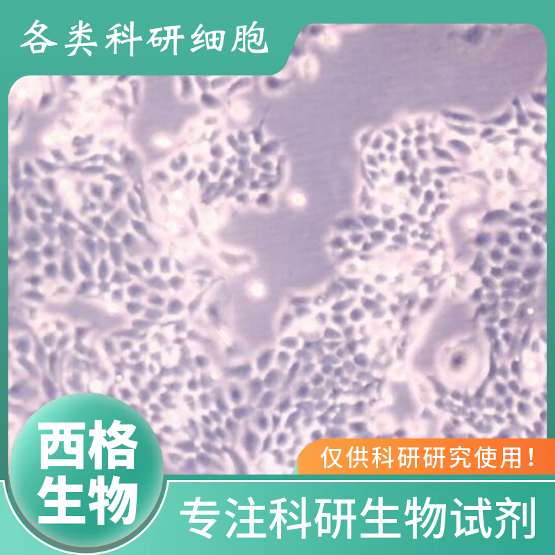 大鼠肺成纤维细胞