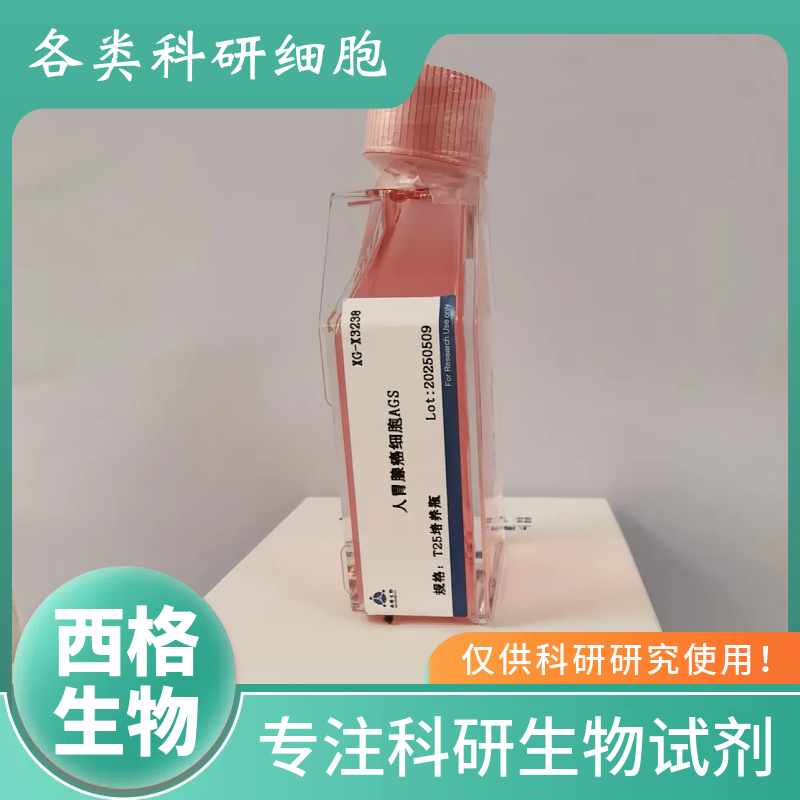 人牙龈成纤维细胞