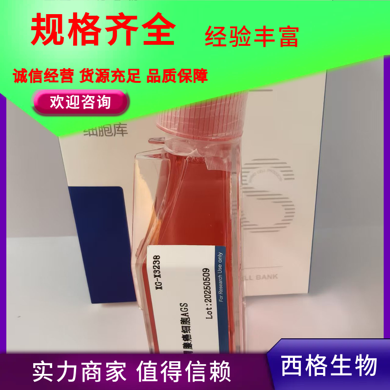 大鼠心肌成纤维细胞