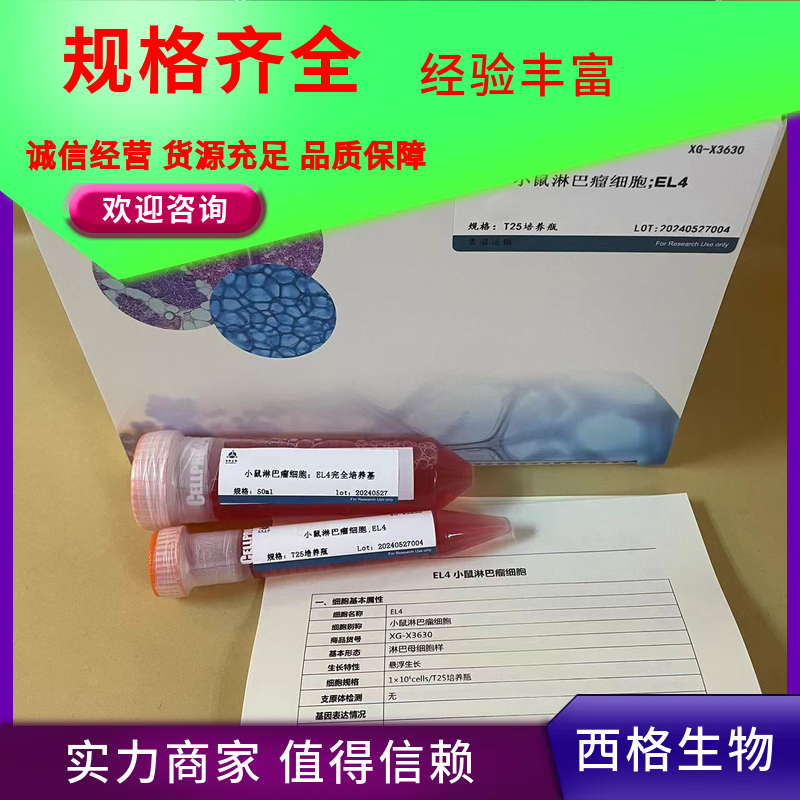 人牙周膜干细胞