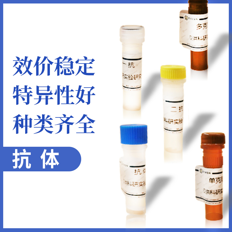 抗尼帕病毒（NiV）预融合蛋白抗体（1H1）