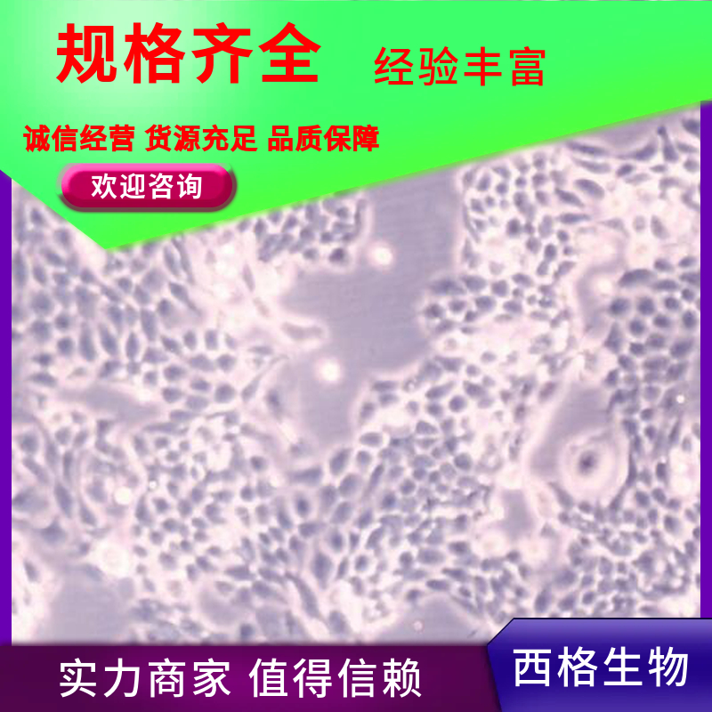 人真皮成纤维细胞