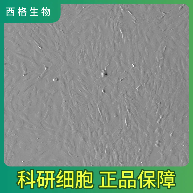 人肠微血管内皮细胞