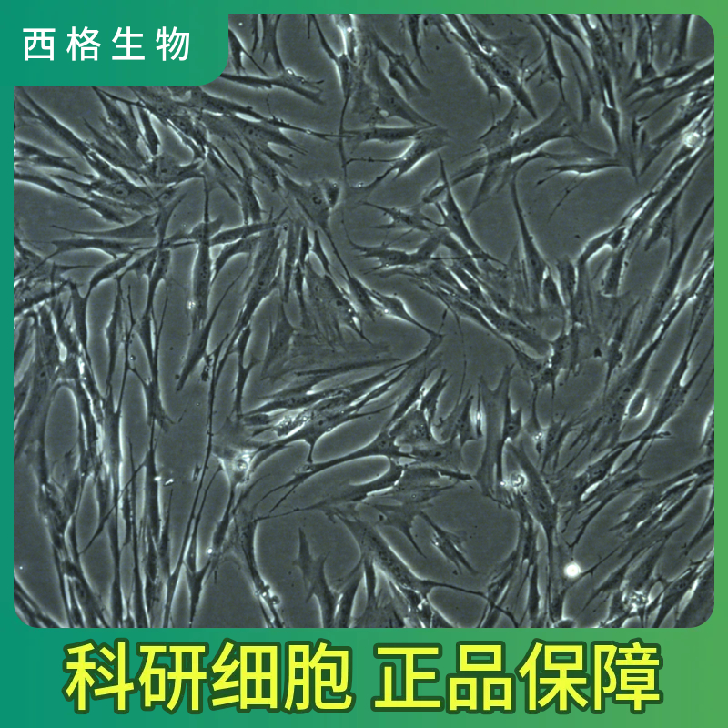 人腹膜间皮细胞