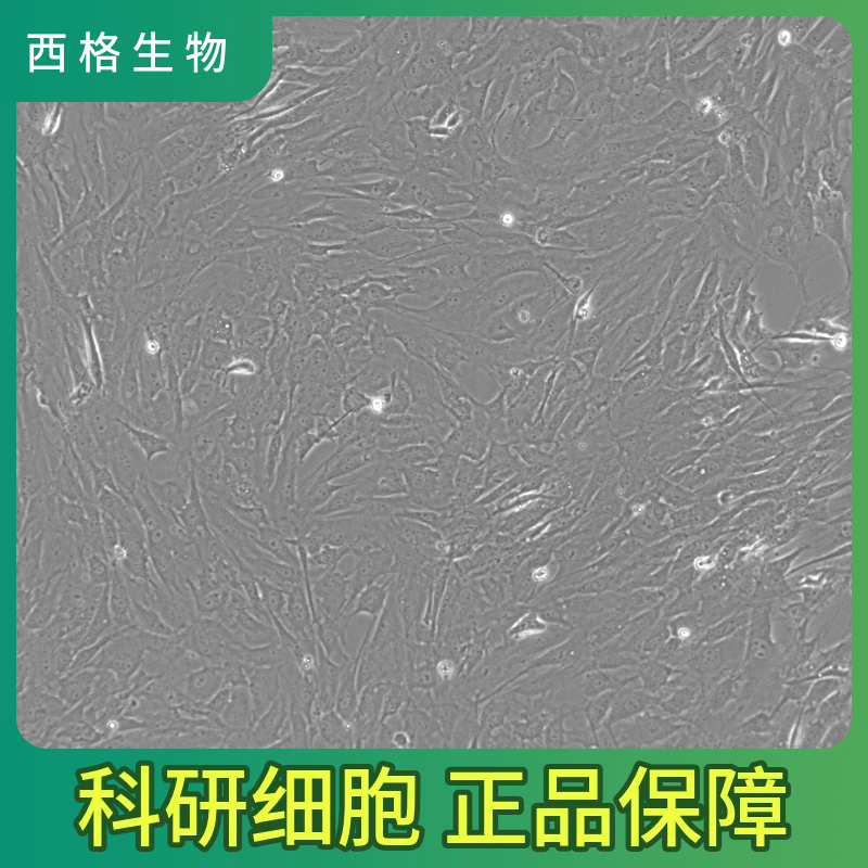 人肝外胆管上皮细胞