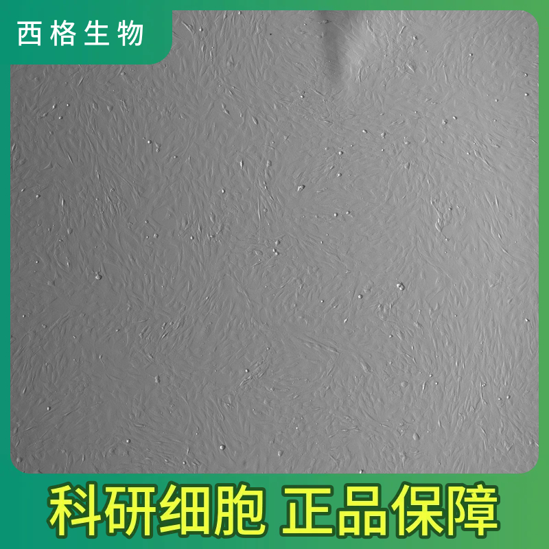 人羊膜上皮细胞