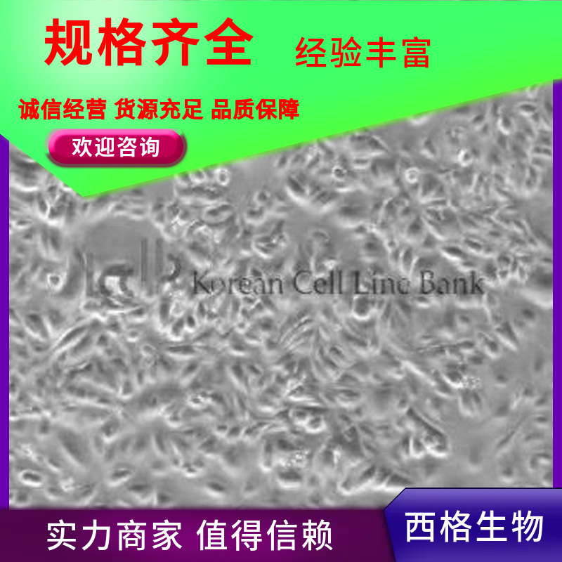 人牙龈上皮细胞