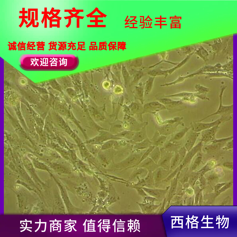 人牙龈上皮细胞