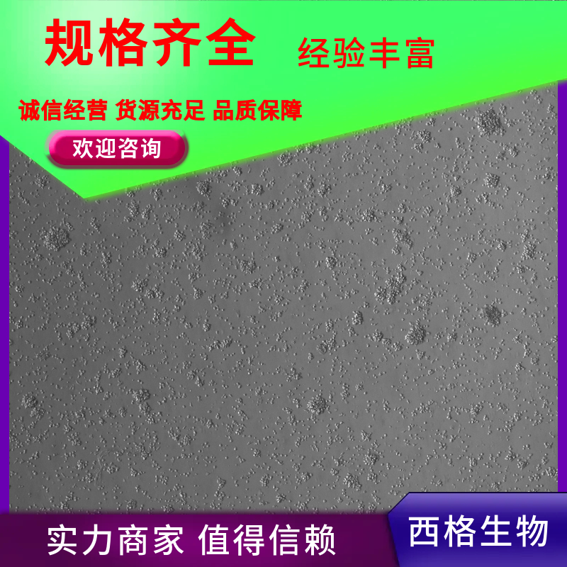 人真皮微血管内皮细胞