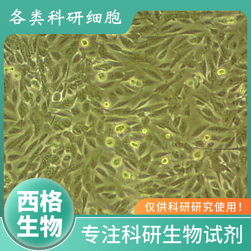 小鼠肾小球系膜细胞