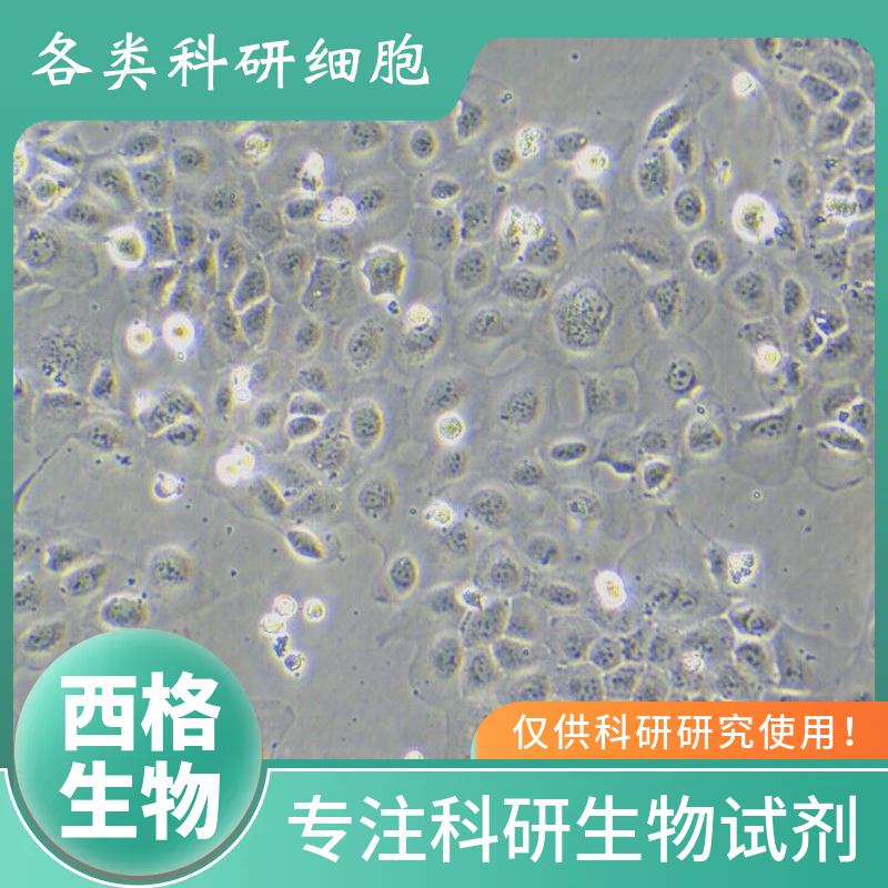 大鼠肺微血管内皮细胞