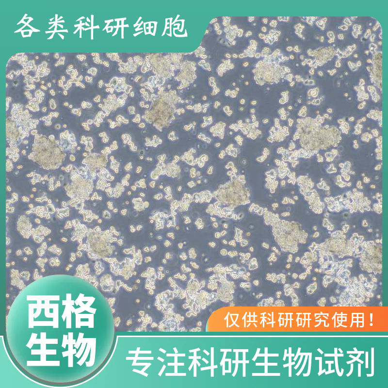 大鼠支气管平滑肌细胞