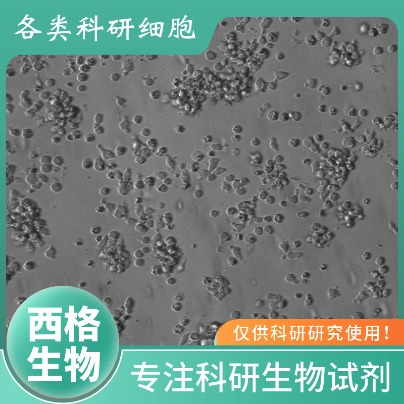 大鼠冠状动脉内皮细胞