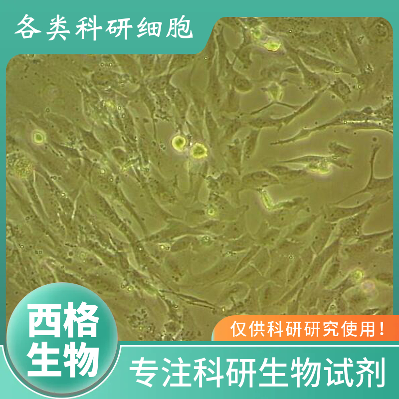 大鼠主动脉平滑肌细胞