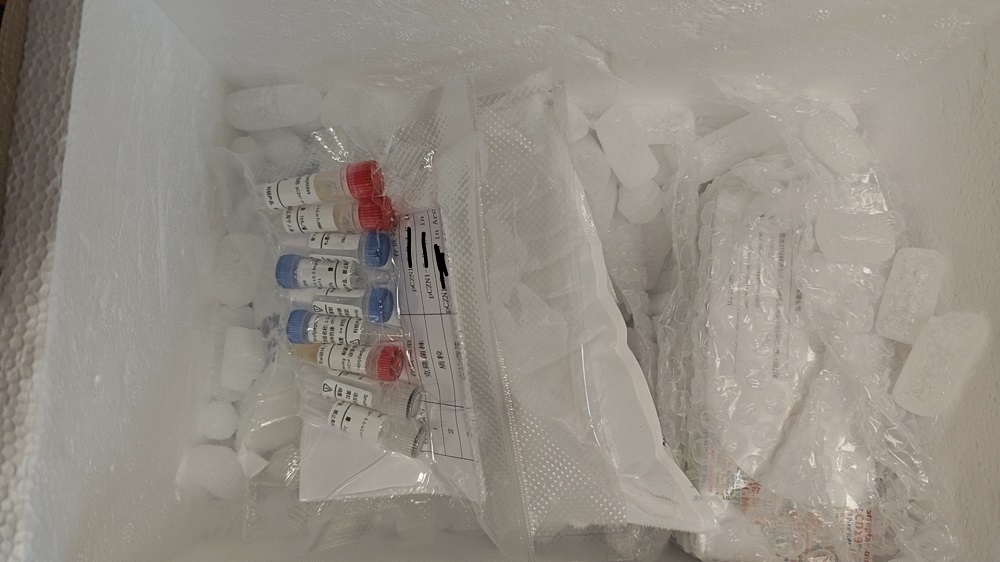 重组抗体/重组羊驼纳米抗体/重组单链抗体/重组人源化抗体