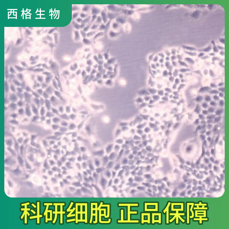 大鼠输卵管上皮细胞