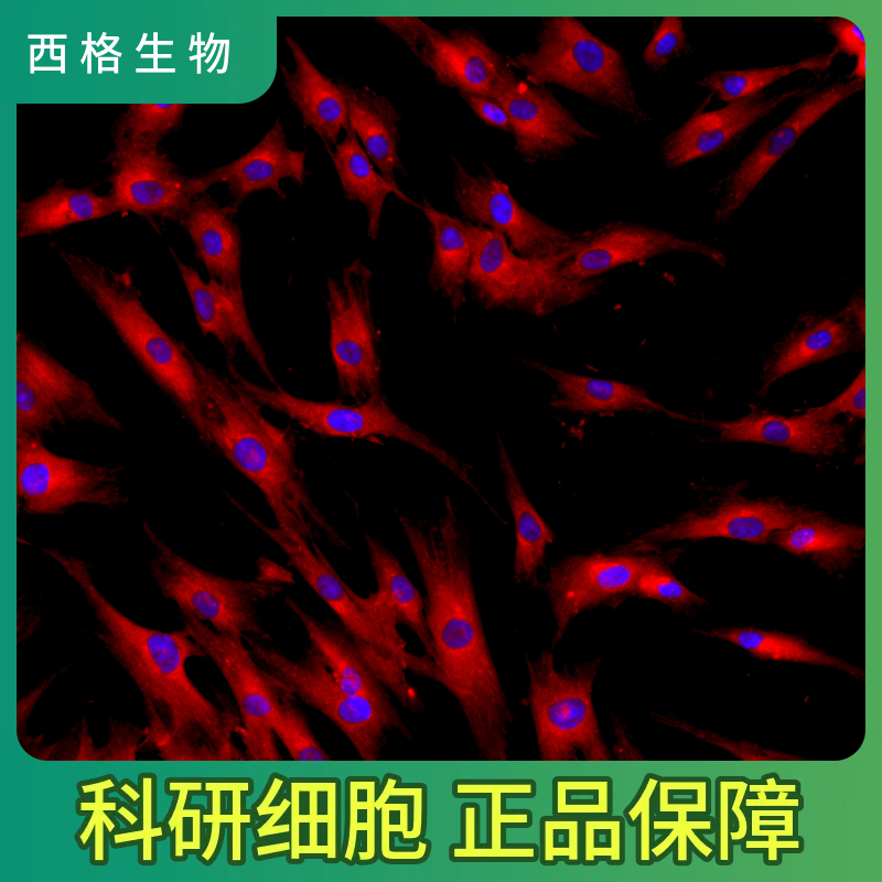 大鼠骨髓间充质干细胞