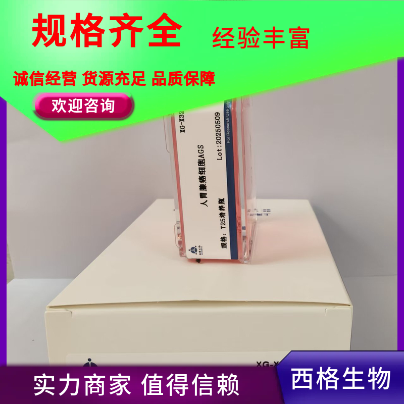 小鼠肾小球系膜细胞