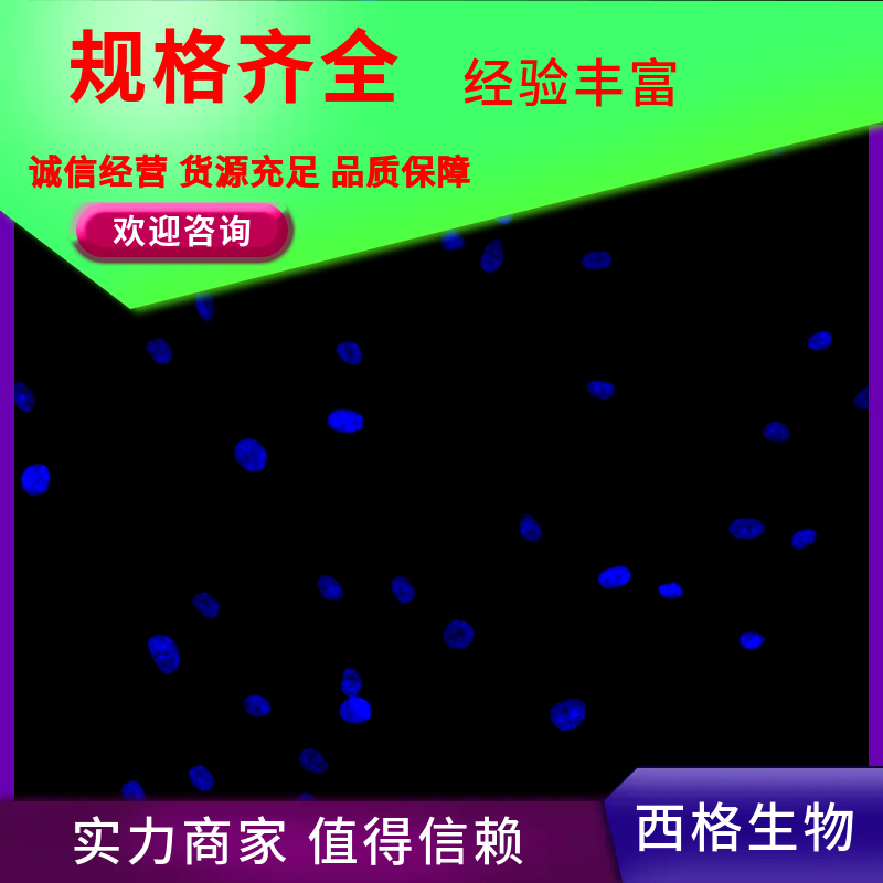 小鼠腹腔巨噬细胞