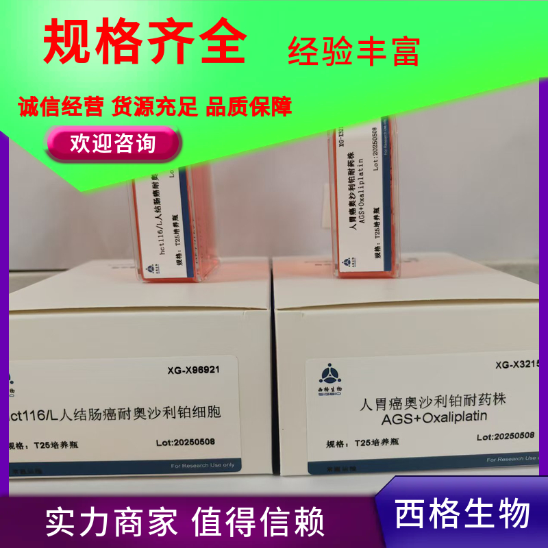 小鼠腹腔巨噬细胞