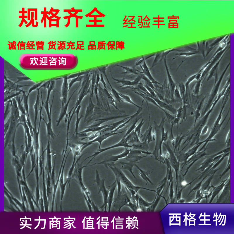 小鼠腹腔巨噬细胞