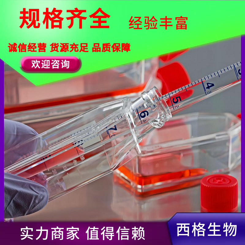 小鼠子宫平滑肌细胞