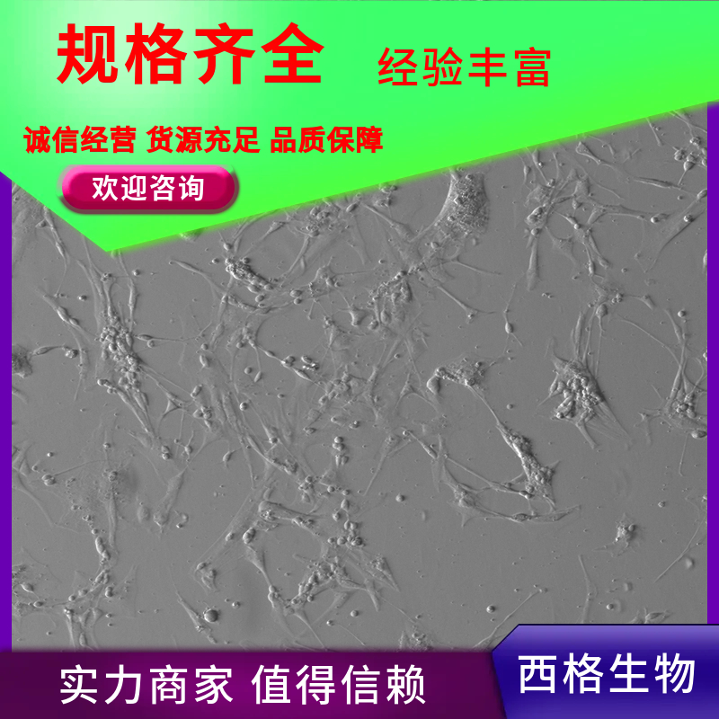 小鼠子宫平滑肌细胞