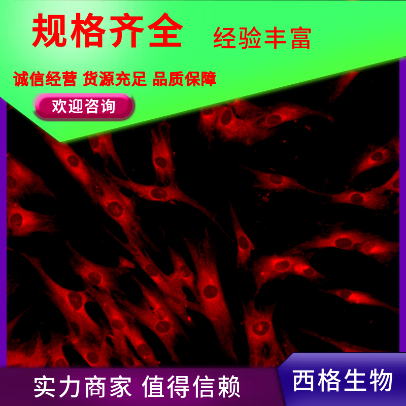 大鼠肝实质细胞