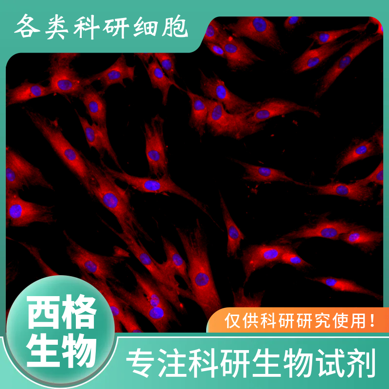 小鼠胃平滑肌细胞