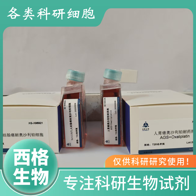 小鼠主动脉平滑肌细胞