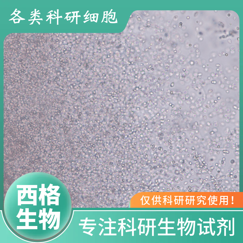 小鼠小肠黏膜上皮细胞