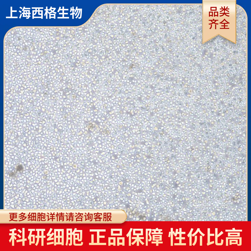 小鼠主动脉平滑肌细胞