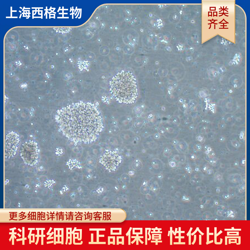 小鼠肝外胆管上皮细胞