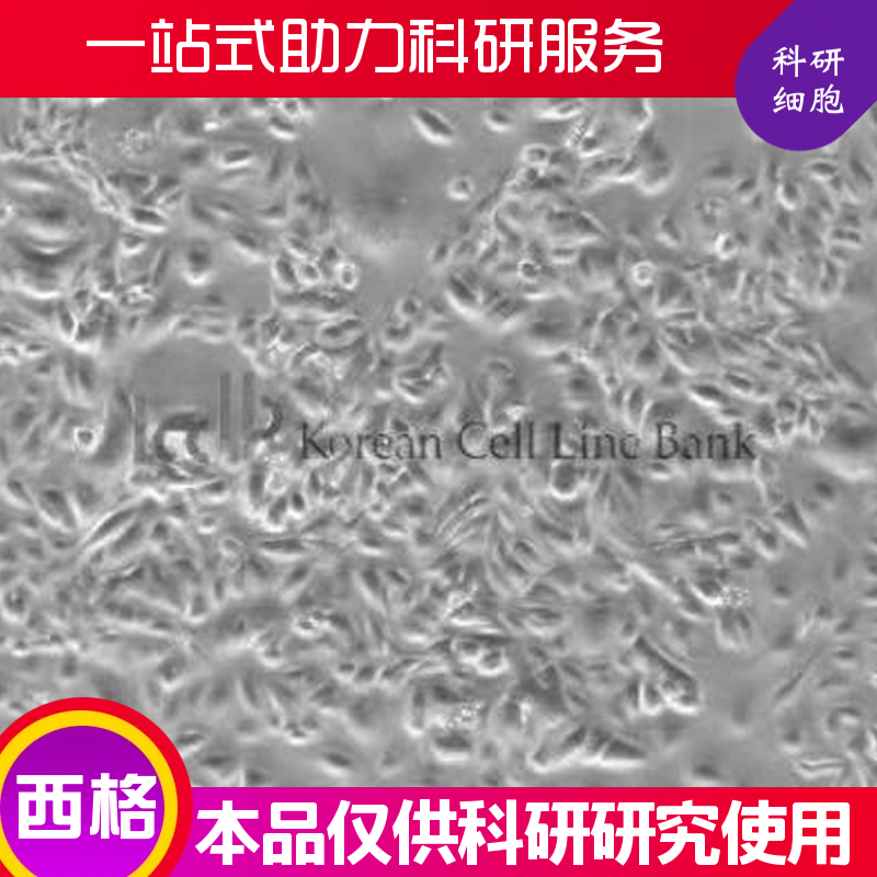 小鼠子宫平滑肌细胞