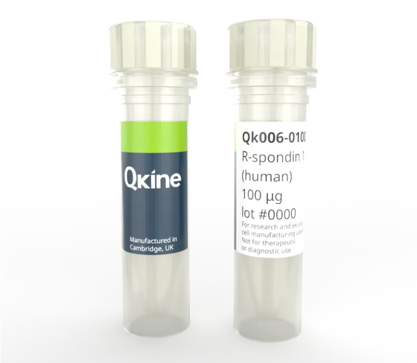 Qkine细胞因子｜重组人蛋白RSPO1-Qk006-0025