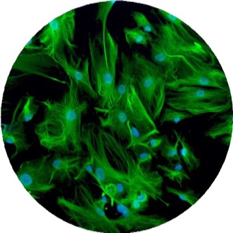 LifeNet人原代肝细胞|曼博生物代理