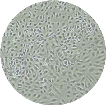 LifeNet人原代肝细胞|曼博生物代理