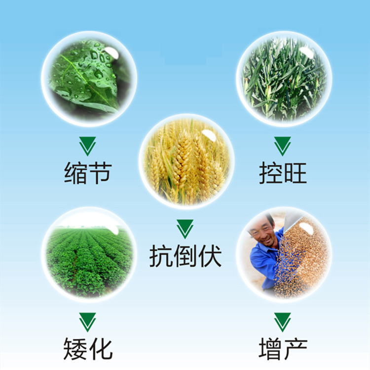 98%甲哌鎓（缩节胺）可溶粉剂