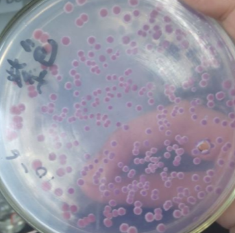 Pseudomonas Stutzeri 