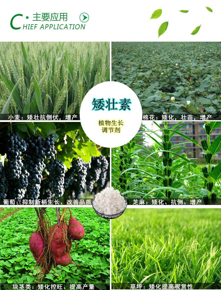 矮壮素 (2).jpg 矮壮素 (2).jpg