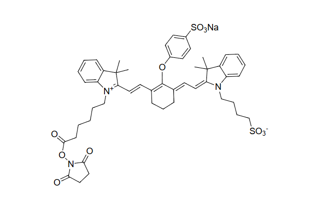 iFluor IRDye 800RS NHS酯，iFluor IRDye 800RS Succinimidyl Ester