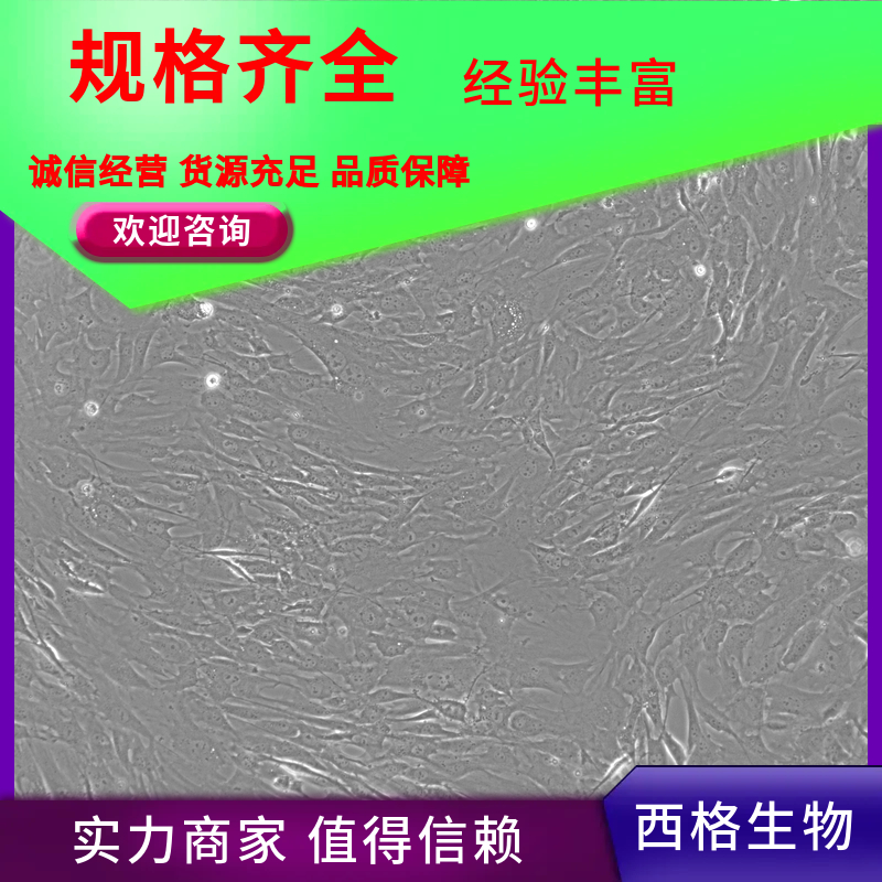 小鼠牙周膜干细胞