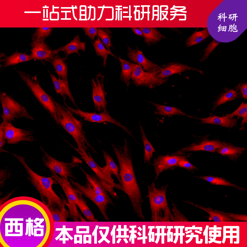 小鼠毛囊干细胞