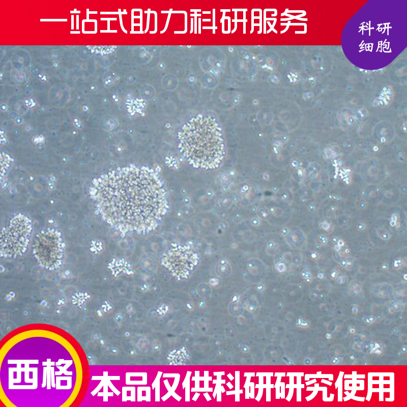 小鼠毛囊干细胞