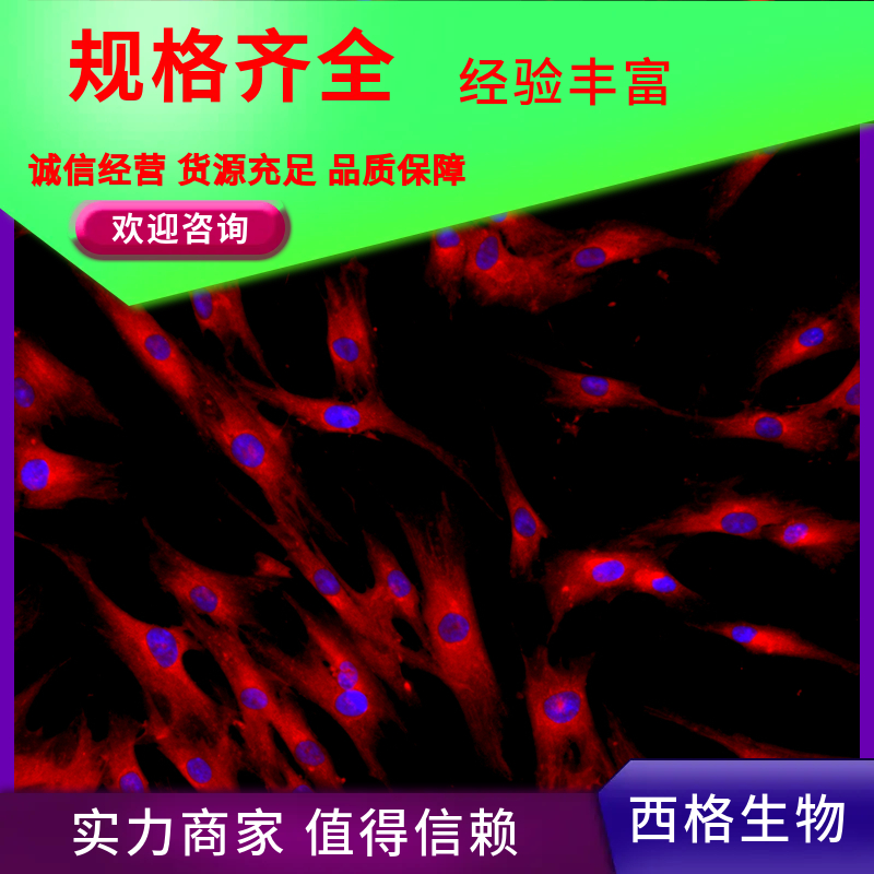 小鼠晶状体上皮细胞