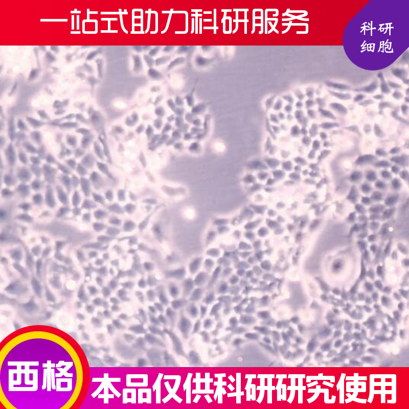 小鼠脐静脉内皮细胞