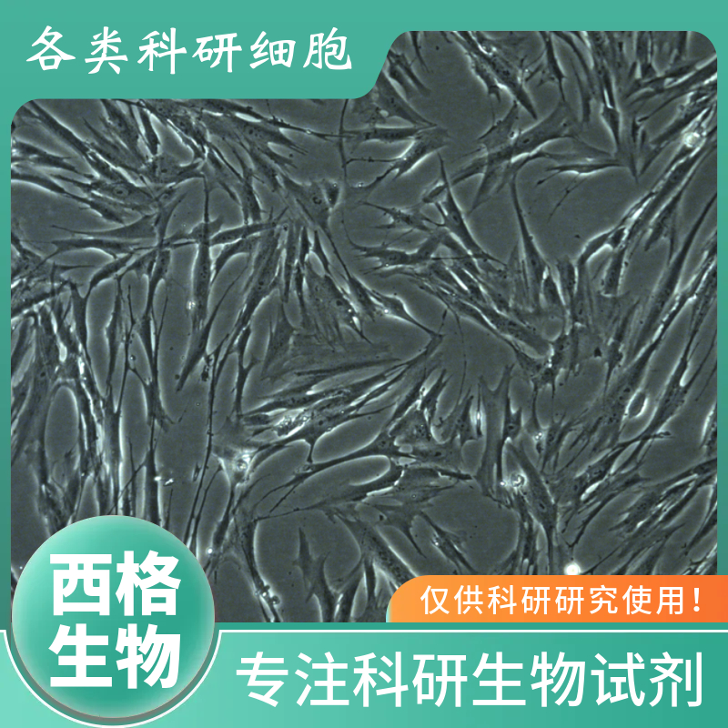 兔肺微血管内皮细胞