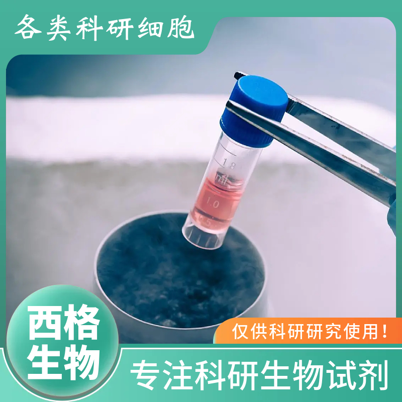 兔肺微血管内皮细胞