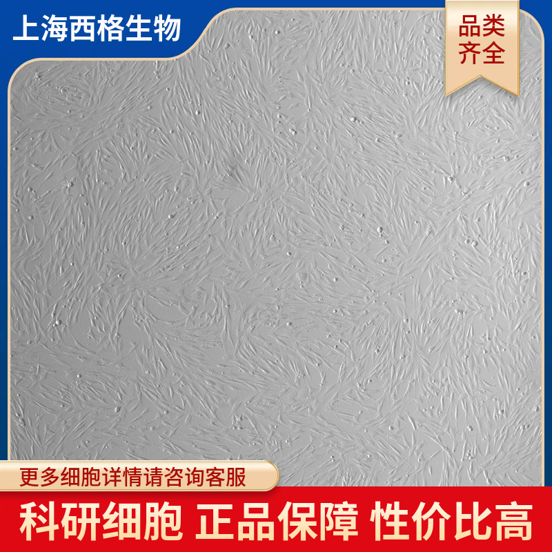 人输精管平滑肌细胞