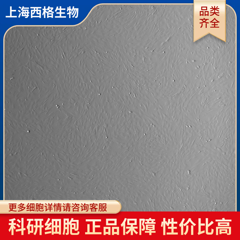 人睾丸白膜成纤维细胞